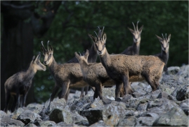 <p>KAMZÍK HORSKÝ (Rupicapra rupicapra) Lužické hory, Studenec ---- /Chamois - Gämse/</p>